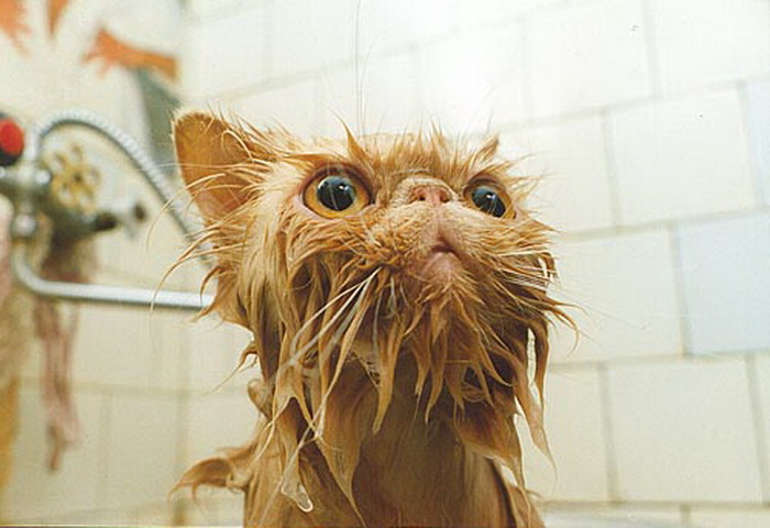 Smiling Face Cat Funny Wet Picture