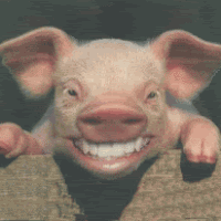 Smiling Pig Funny Gif