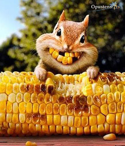 Smiling Squirrel Eating Corn Funny Picture