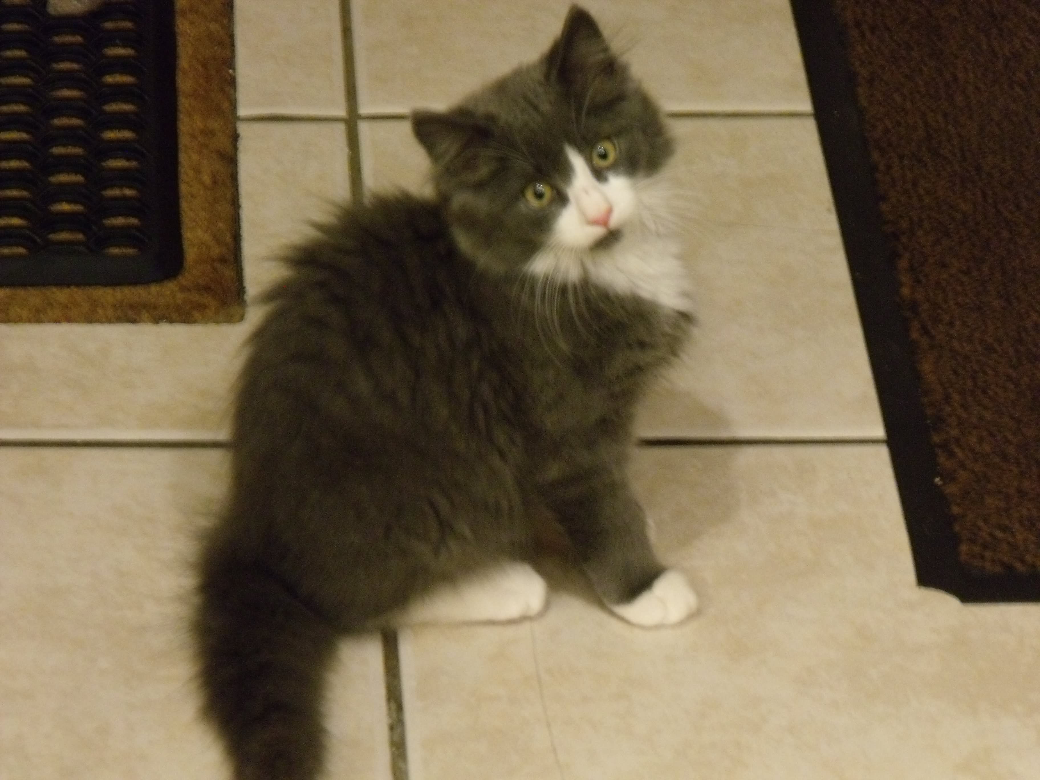 Smoke Grey And White Norwegian Forest Kitten Looking Up