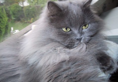 Smoke Grey Himalayan Cat