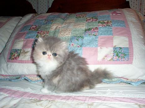 Smoke Grey Himalayan Kitten Sitting On Bed