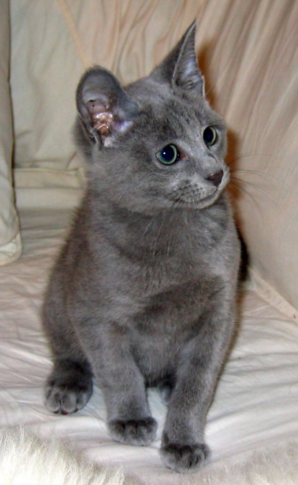 Smoke Grey Siberian Kitten Picture