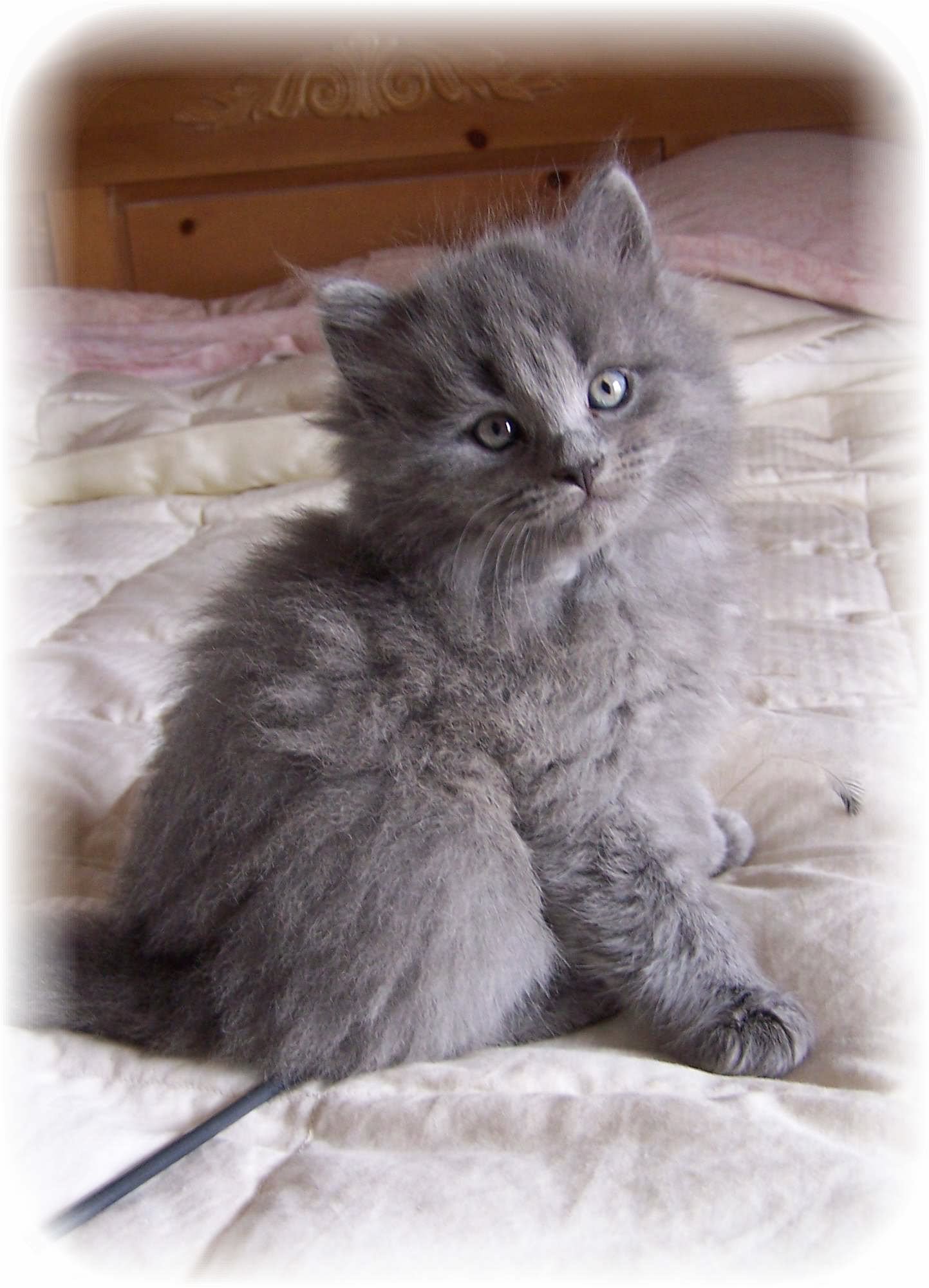 Smoke Grey Siberian Kitten Sitting On Bed