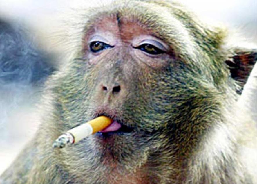 Smoking Monkey Funny Picture