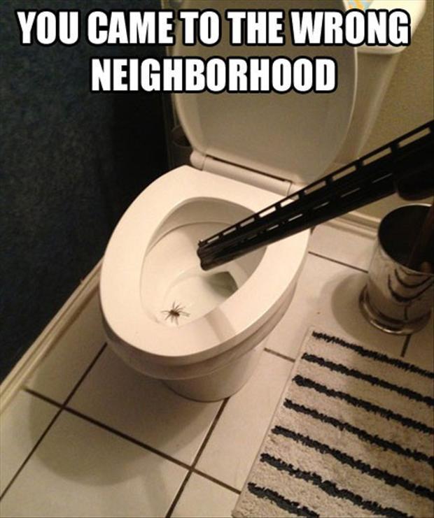 Spider In Toilet Funny Picture