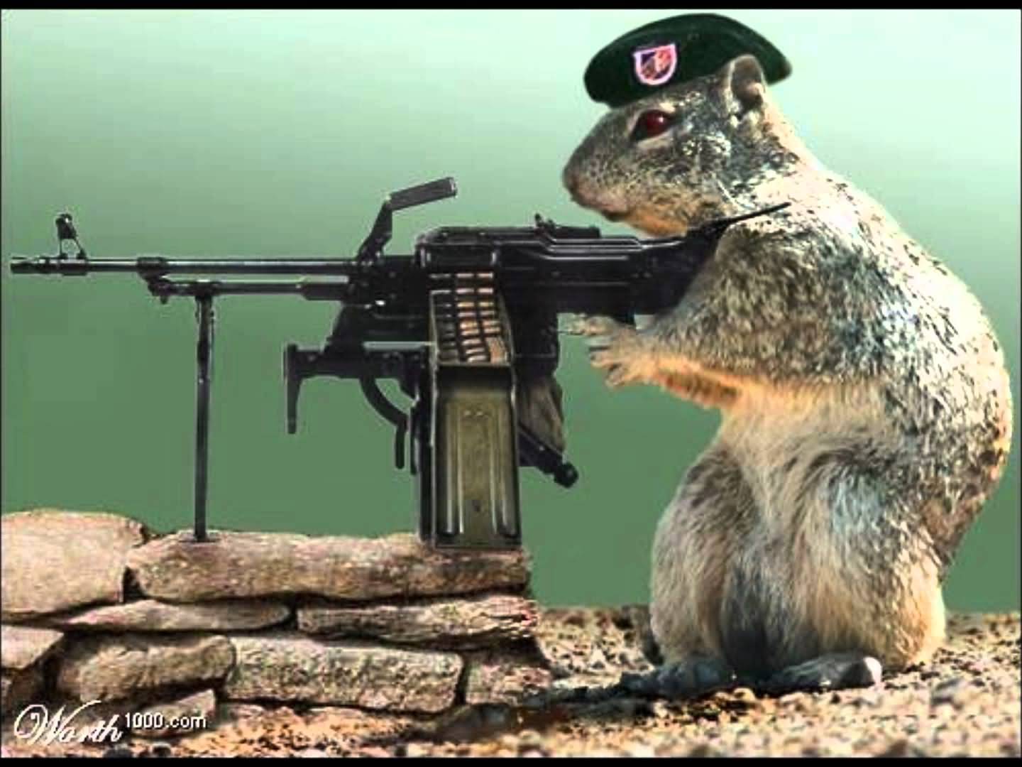 Squirrel Operating Gun Funny Picture