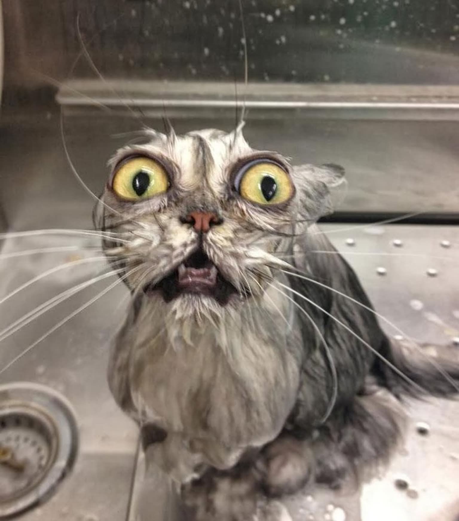 Surprised Face Funny Wet Cat Picture