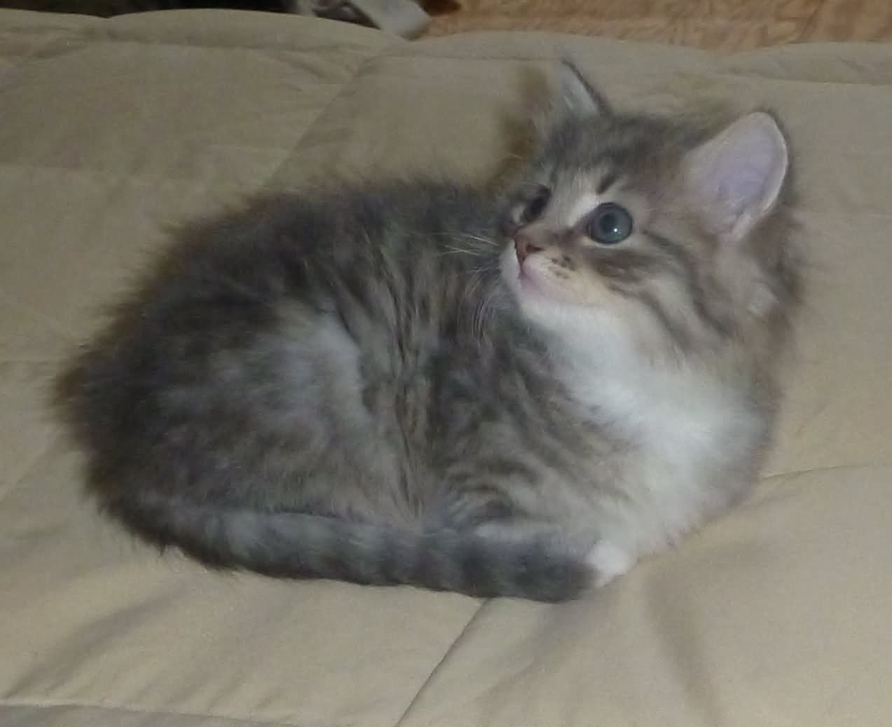 Sweet Grey Siberian Kitten