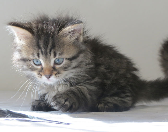 Tabby Cute Siberian Kitten