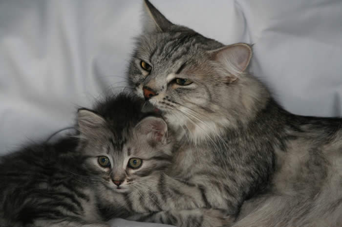 Tabby Grey Siberian Cat With Kitten