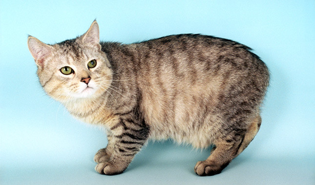 Tabby Manx Kitten Without Tail