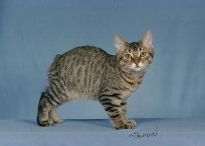 Tabby Manx Kitten