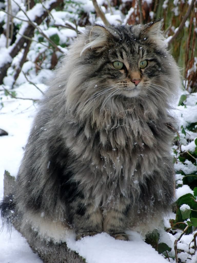 Tabby Norwegian Forest Cat In Snow