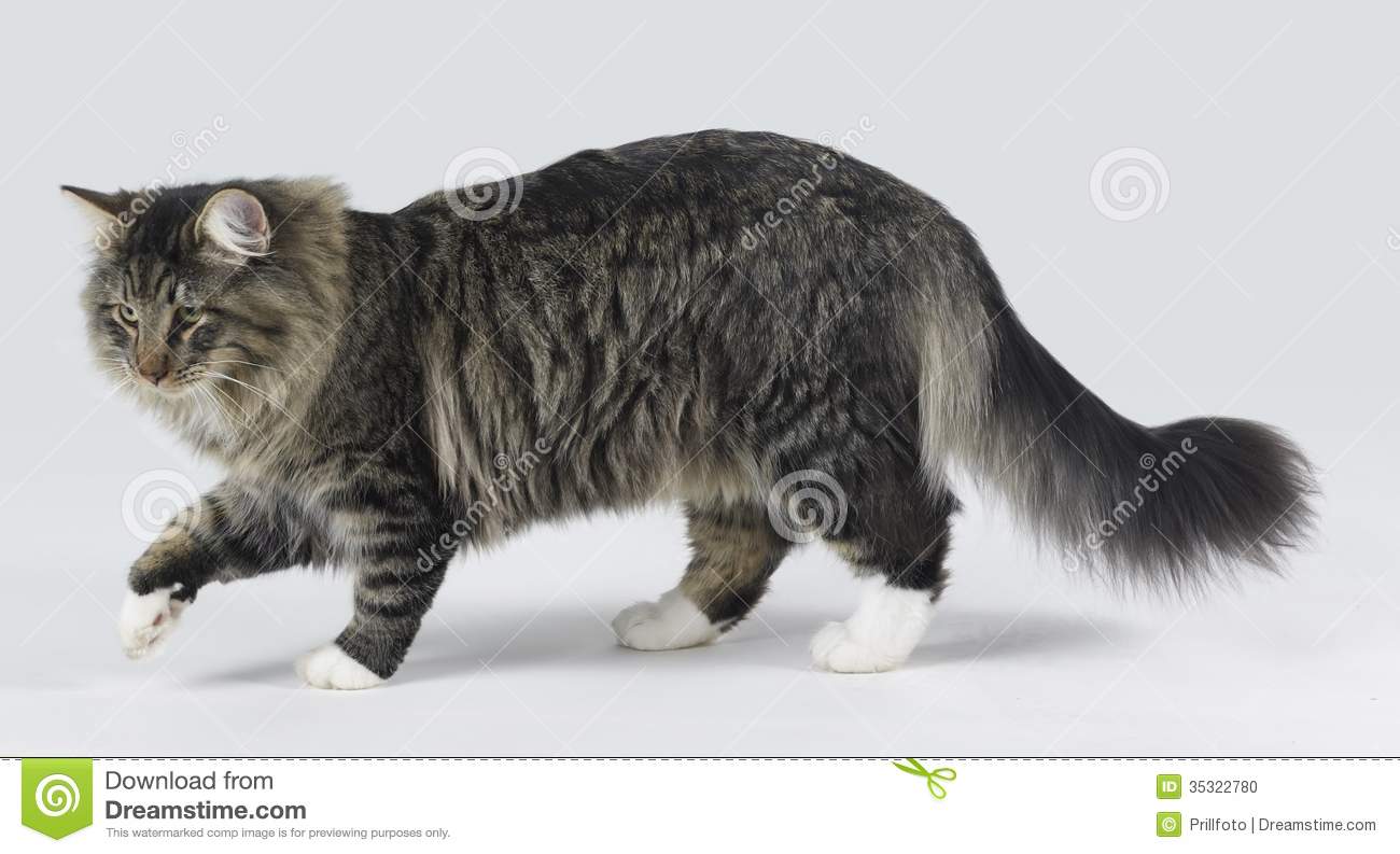 Tabby Norwegian Forest Cat Picture