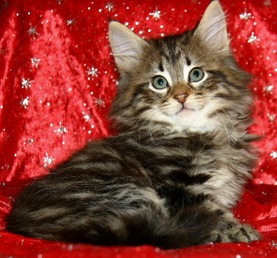 Tabby Norwegian Forest Kitten Picture