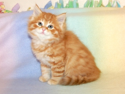 Tabby Orange Siberian Kitten Sitting