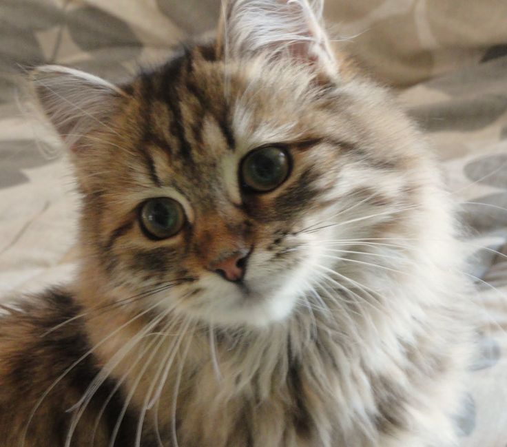 Tabby Siberian Cat Closeup Picture