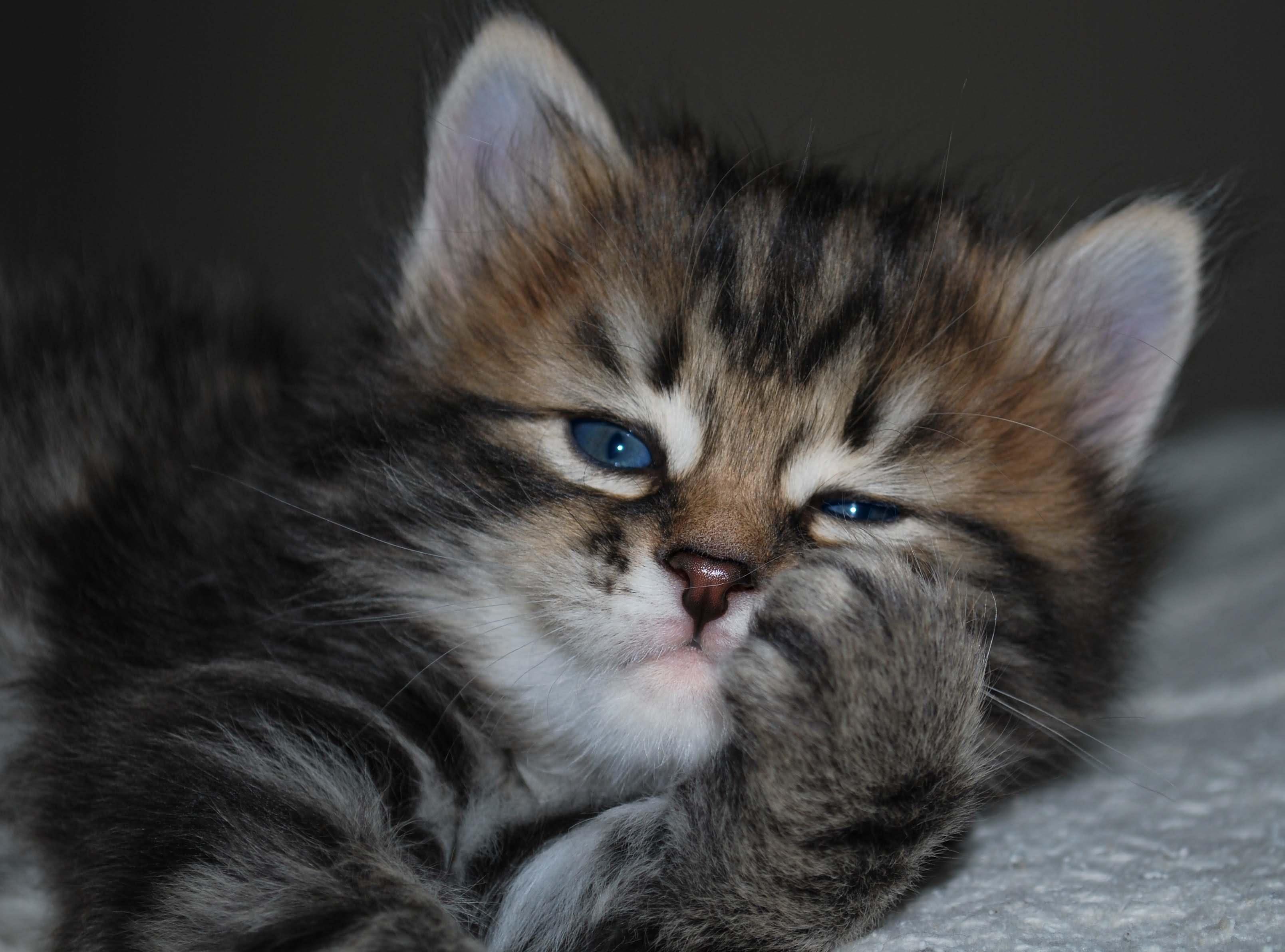 Tabby Siberian Kitten Picture