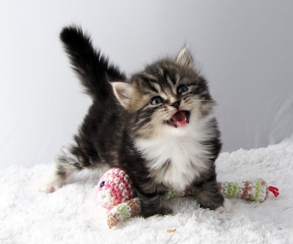 Tabby Siberian Kitten Playing With Toy