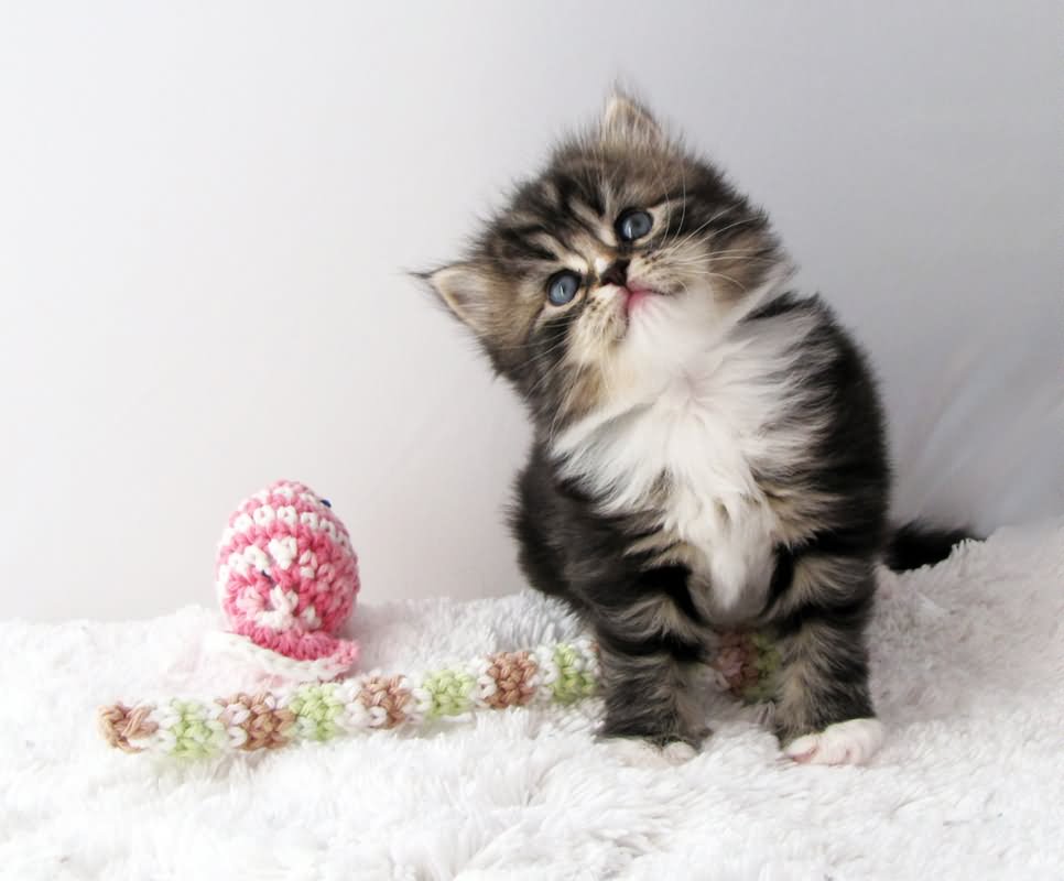 Tabby Siberian Kitten Playing With Toy