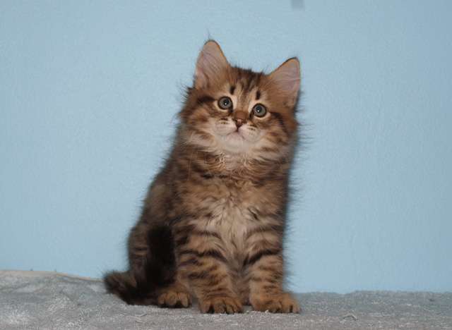 Tabby Siberian Kitten Sitting Image