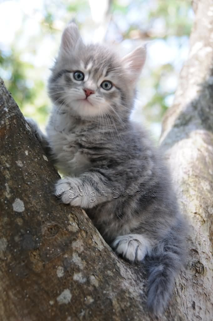 Tabby Siberian Kitten Sitting On Tree