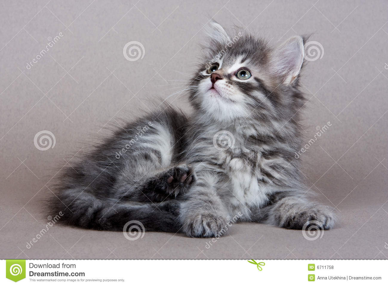 Tabby Siberian Kitten Sitting Photo