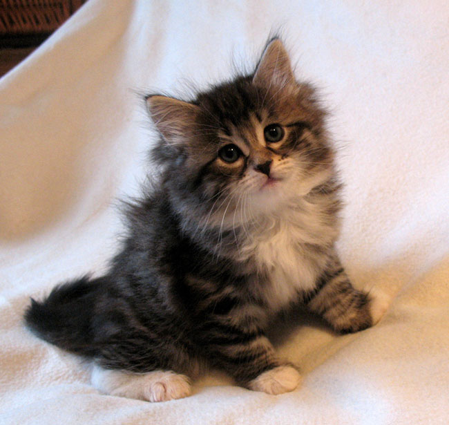 Tabby Siberian Kitten Sitting Picture