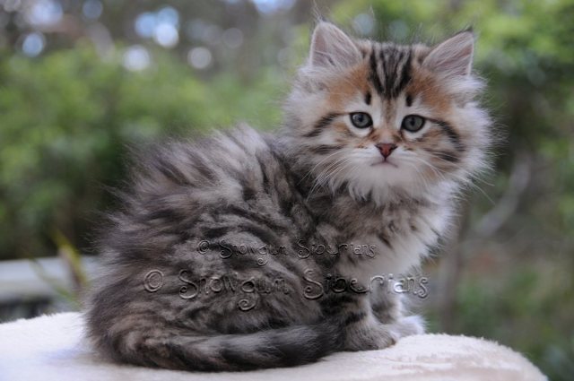 Tabby Siberian Kitten