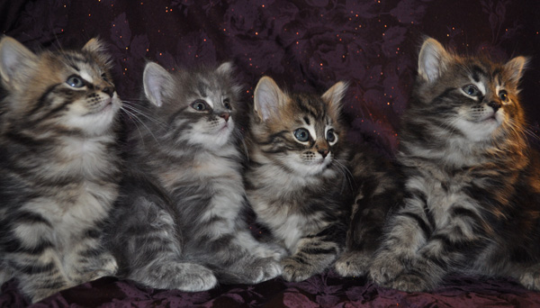 Tabby Siberian Kittens Picture