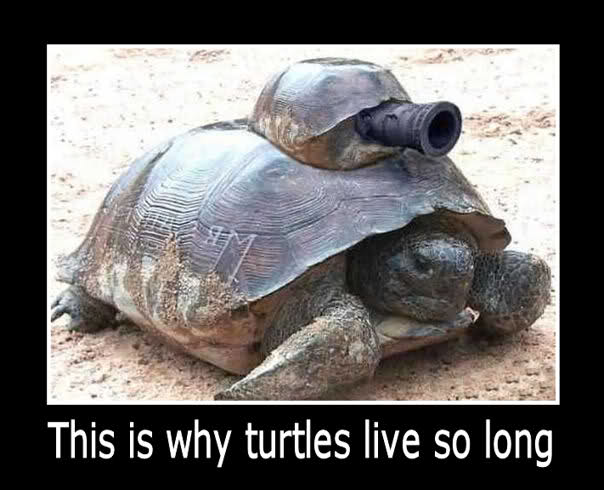 This Is Why Turtles Live So Long Funny Image