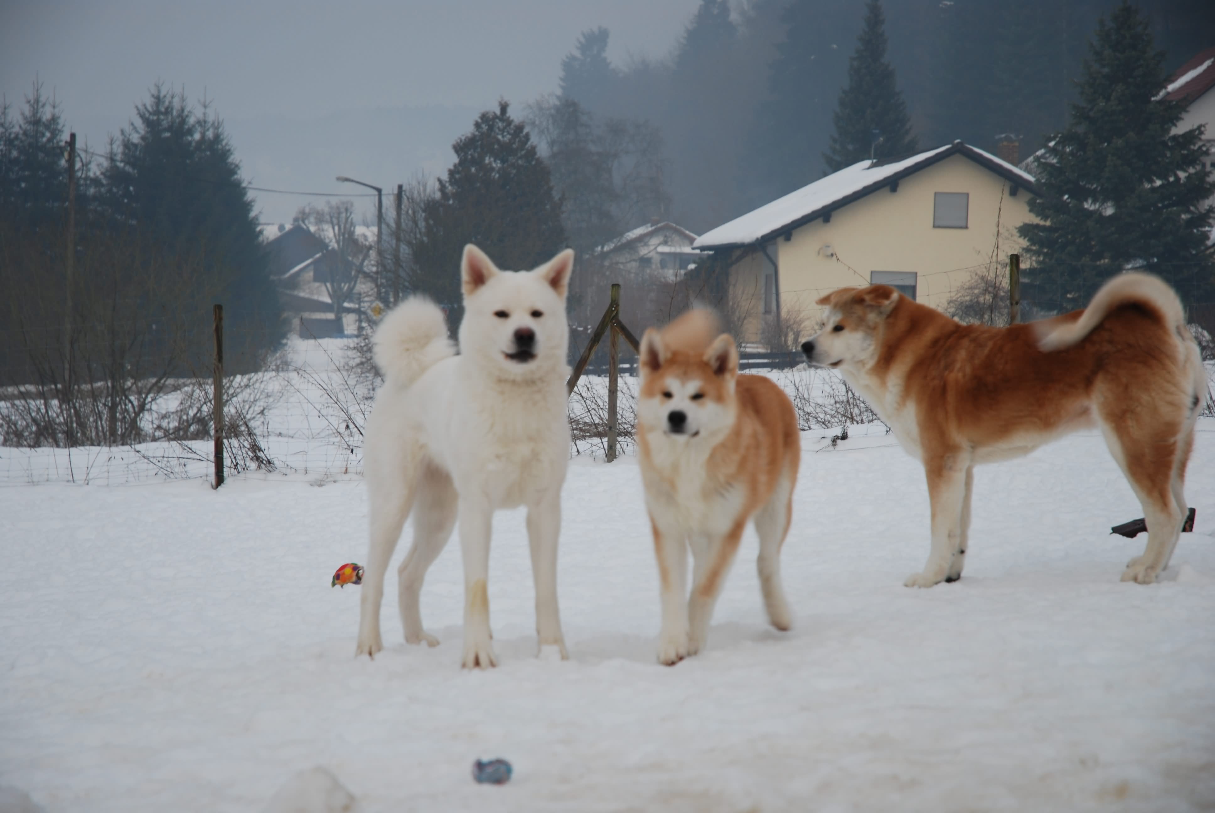 Three Akita Dogs In Snow