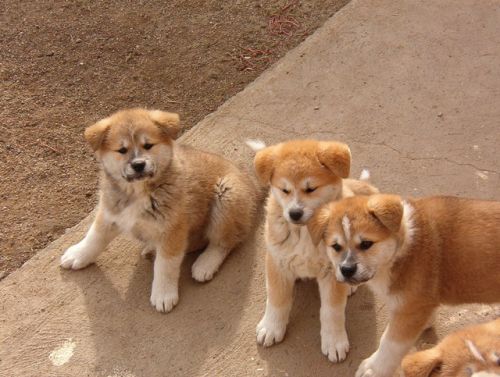 Three Akita Puppies Picture