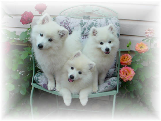 Three American Eskimo Puppies Sitting On Chair