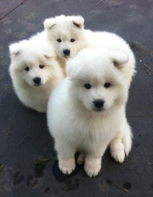 Three Cute American Eskimo Puppies Looking Up