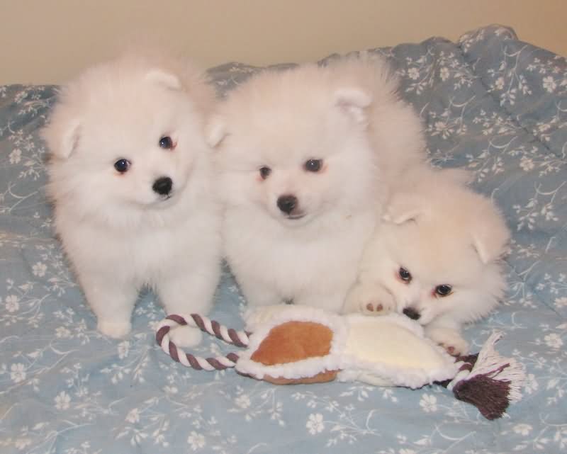 Three Cute American Eskimo Puppies On Bed
