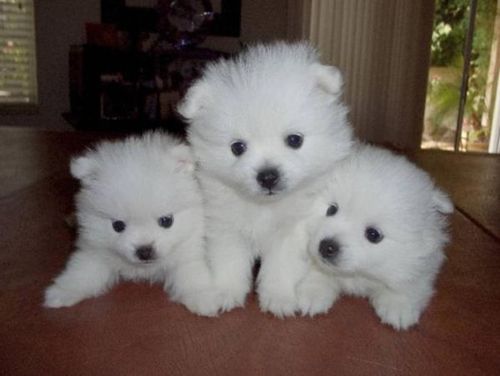 Three Cute American Eskimo Puppies