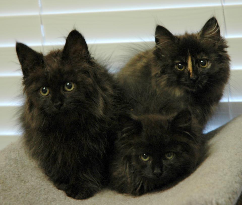 Three Cute Black Siberian Kittens