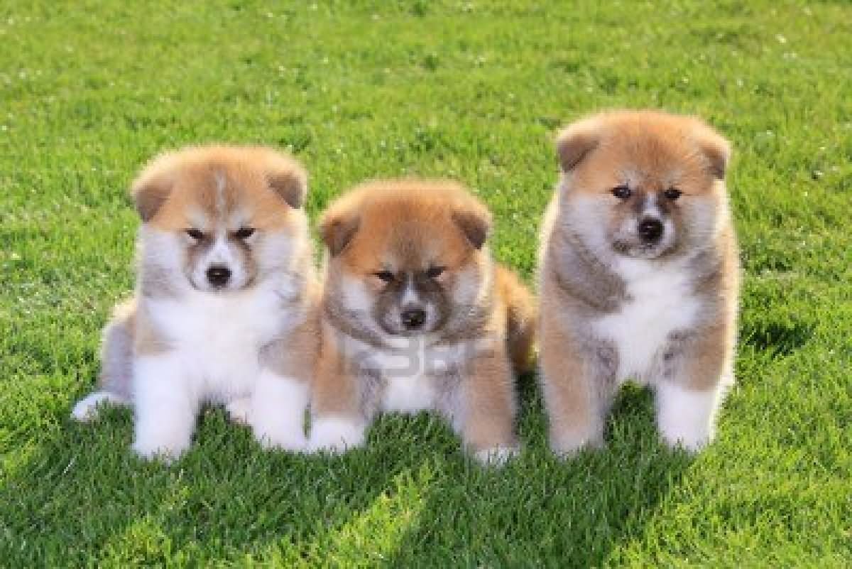 Three Cute Fluffy Akita Puppies