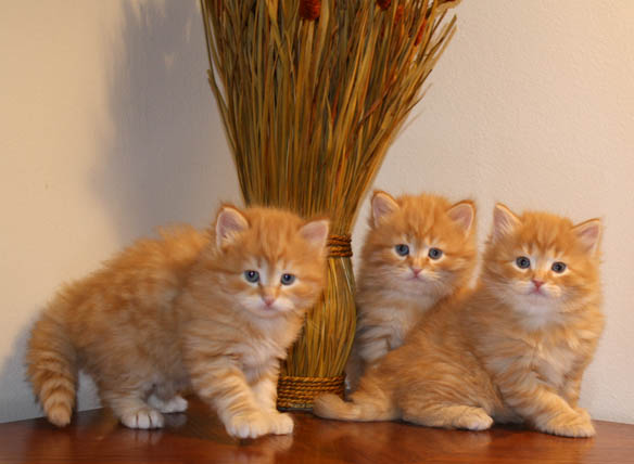 Three Cute Orange Siberian Kittens