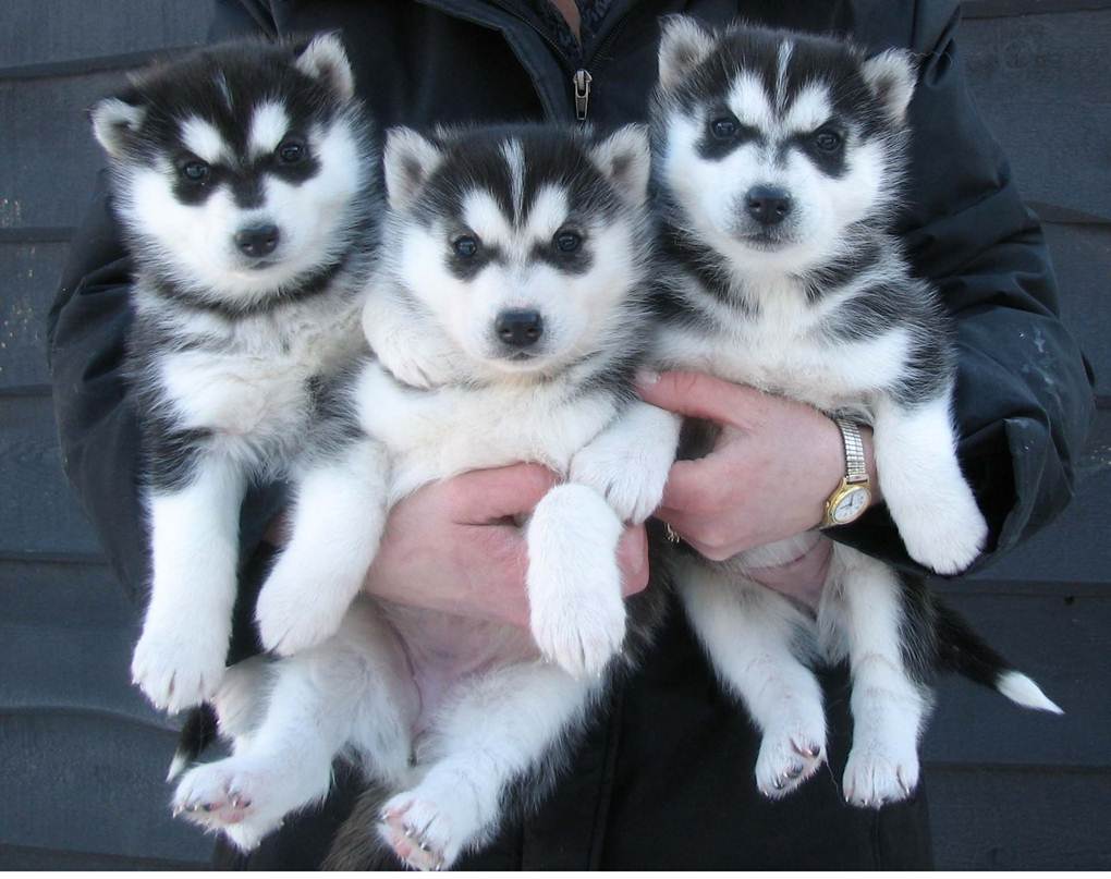 Three Cute Siberian Husky Puppies In Arms