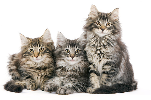 Three Cute Tabby Norwegian Forest Kittens
