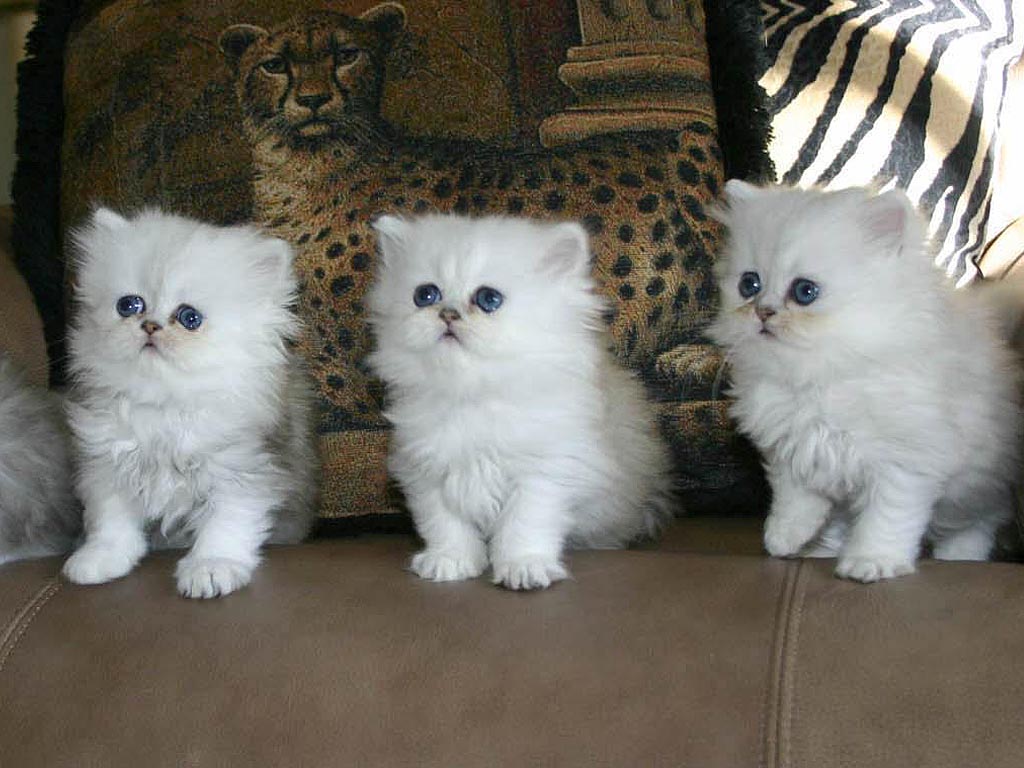 Three Cute White Himalayan Kittens