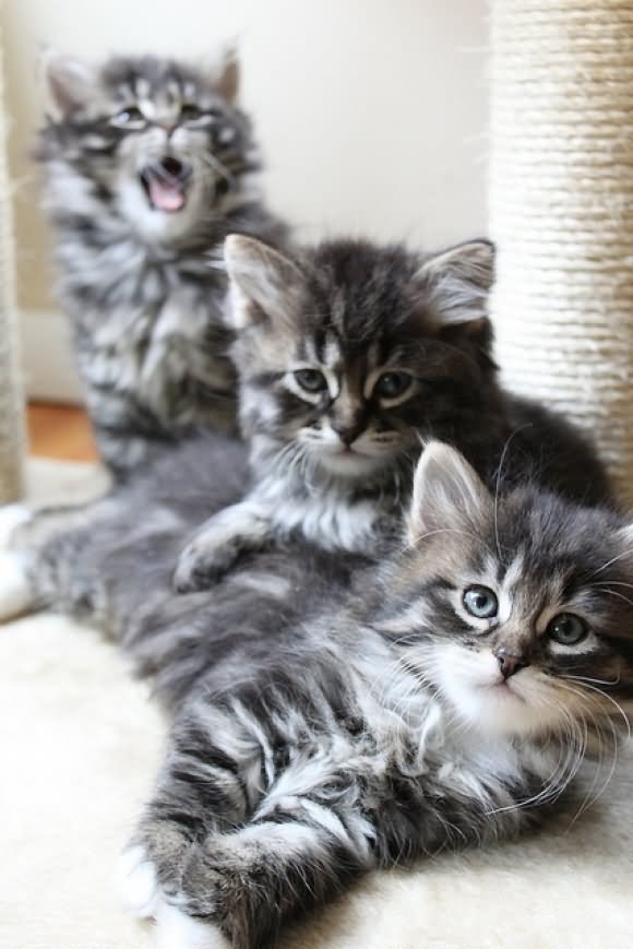 Three Grey Siberian Kittens