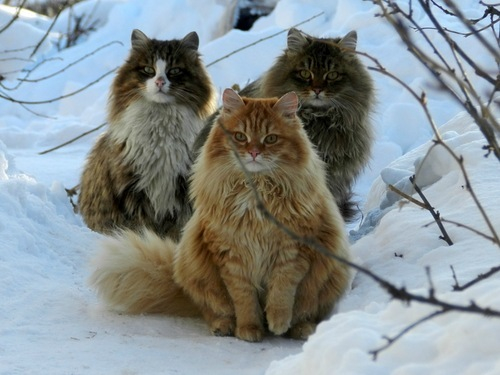 Three Norwegian Forest Cats Sitting In Snow