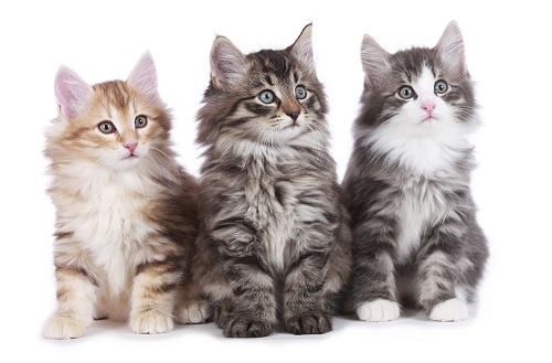 Three Norwegian Forest Kittens Sitting