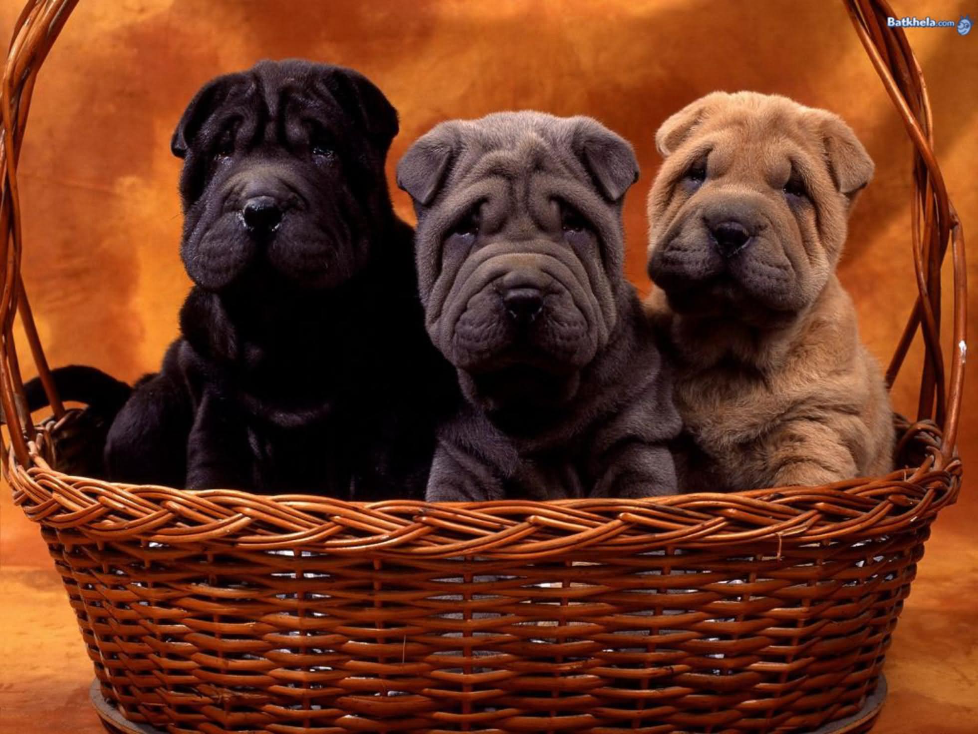 Three Shar Pei Puppies In Basket