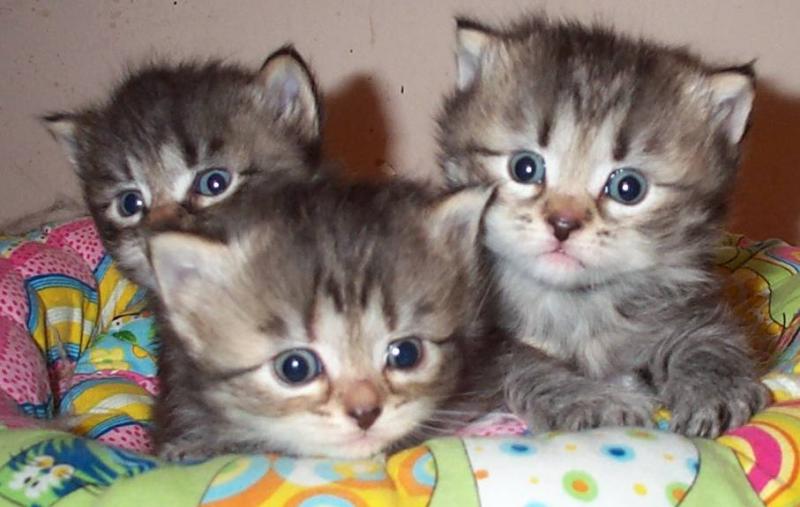 Three Siberian Kittens Picture