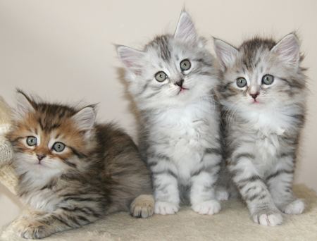 Three Siberian Kittens